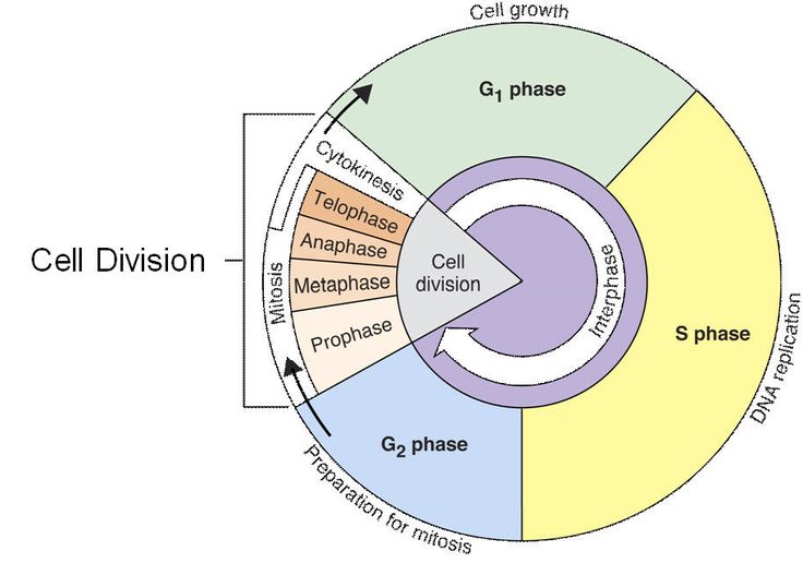 Cell Cycle Worksheet Cell Cycle Worksheet Worksheets For All