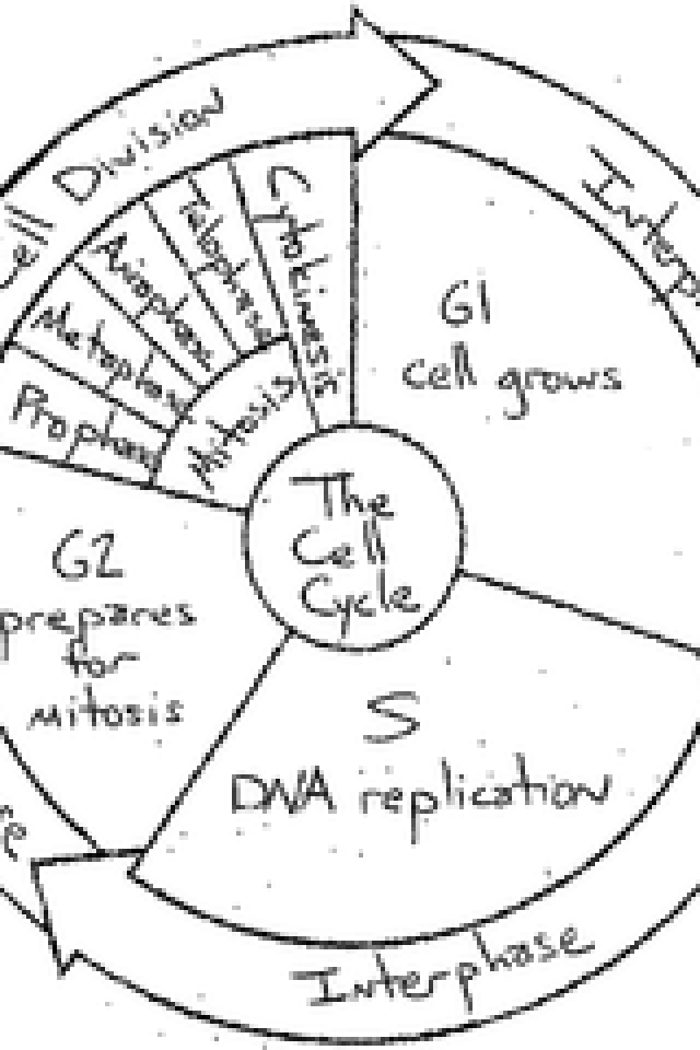 Cell Cycle Worksheet The Cell Cycle Worksheet Worksheets For All