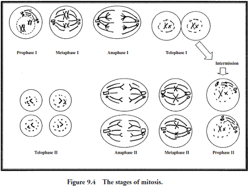Cell Division Worksheets Middle School
