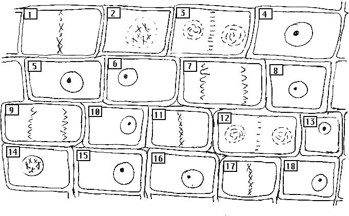 Cell Membrane Coloring Worksheet Biology Junction Answer Key