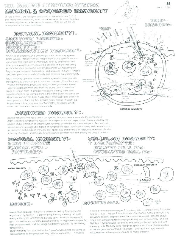 Coloring Sheet Quiz Cell Membrane Coloring Worksheet Biology