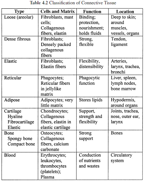 Connective Tissue Types