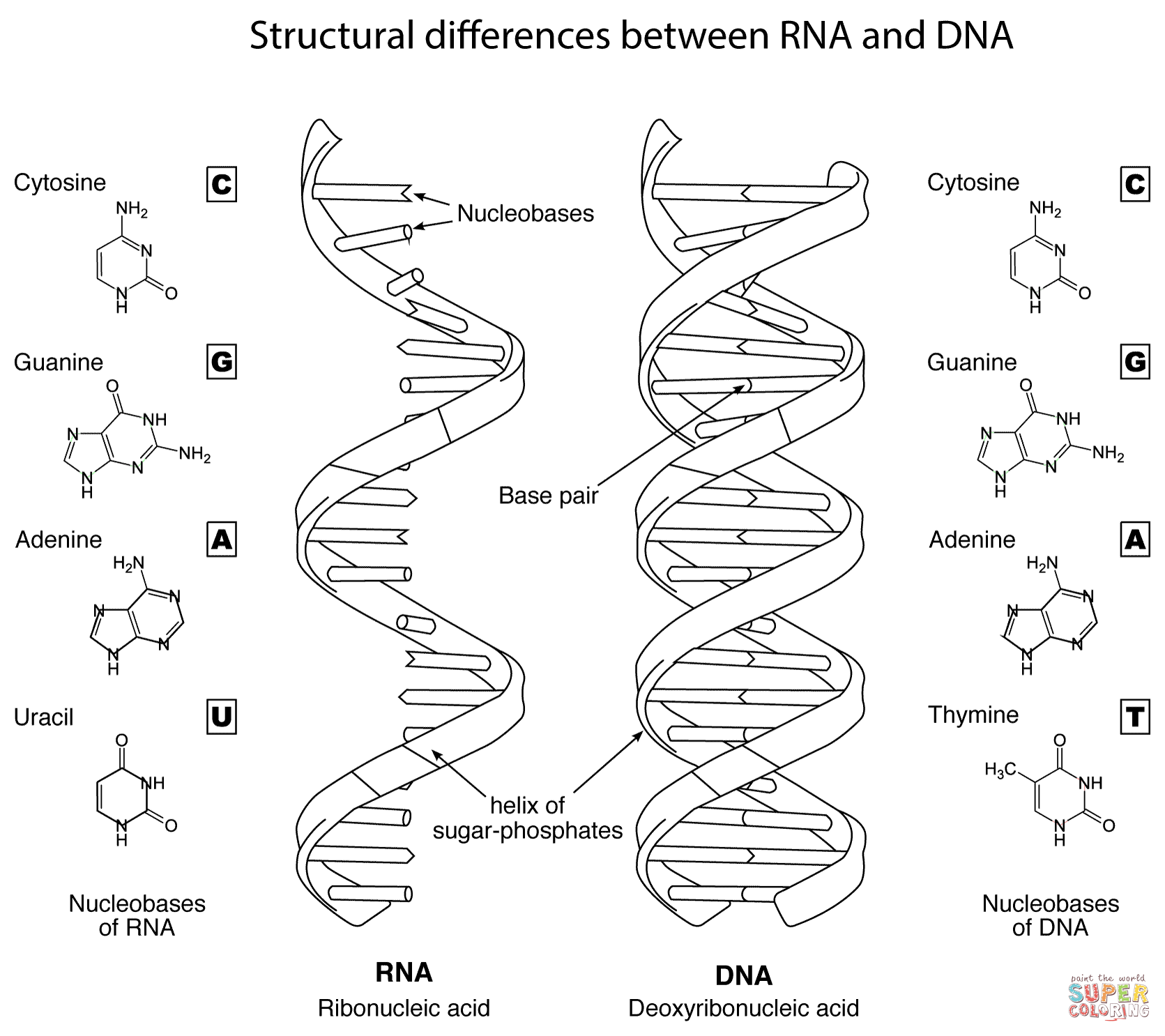 Dna Structure Labeling Worksheet The Best Worksheets Image | Free ...