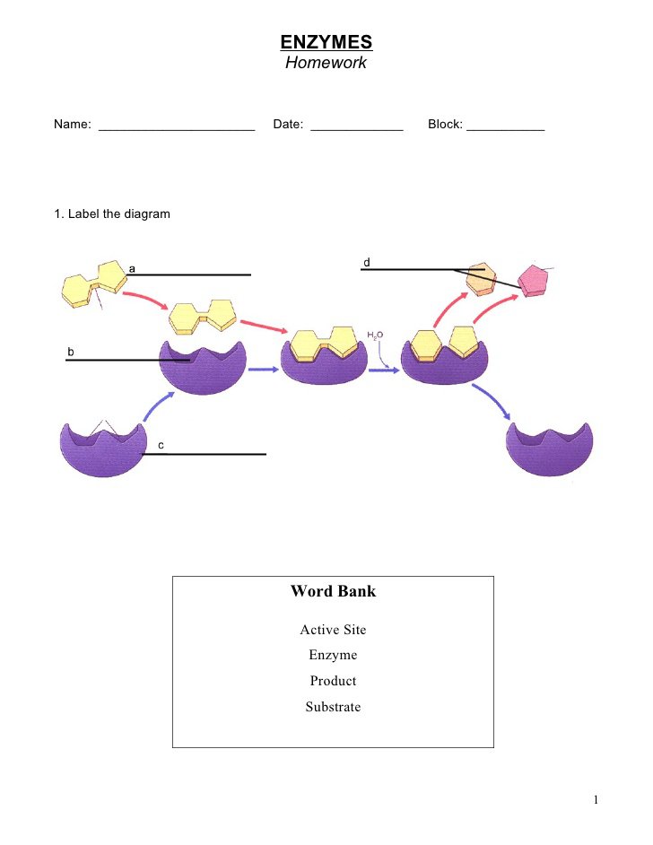 Enzyme Worksheet The Best Worksheets Image Collection