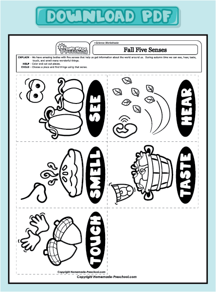 Five Sense Worksheet  New 338 Five Senses Worksheets For Middle School