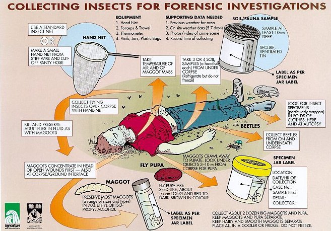 Forensic Entomology Worksheet The Best Worksheets Image Collection