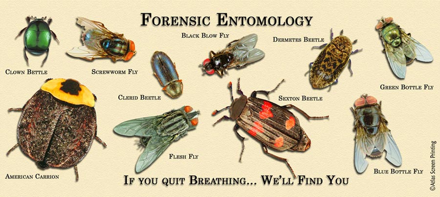 Forensic Entomology Worksheet The Best Worksheets Image Collection