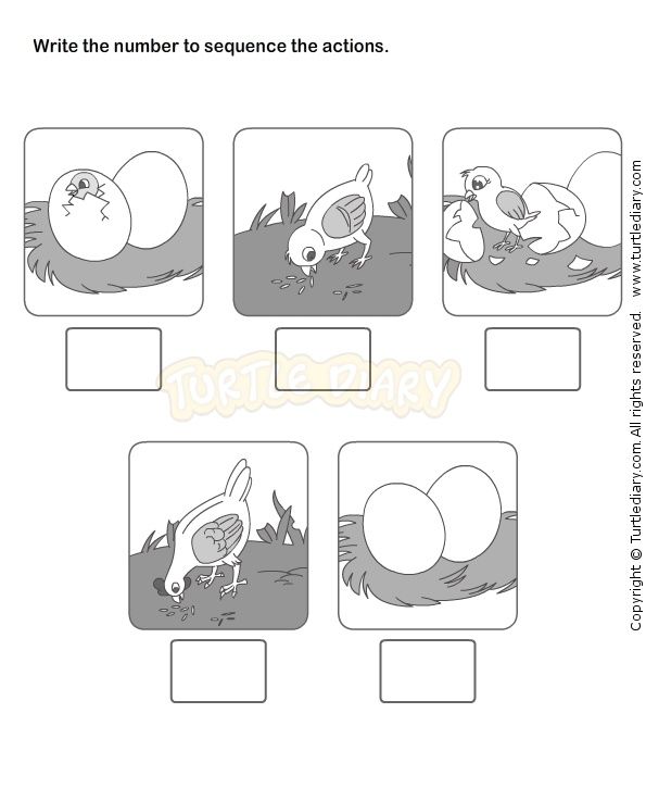 Life Cycle Chick Worksheet