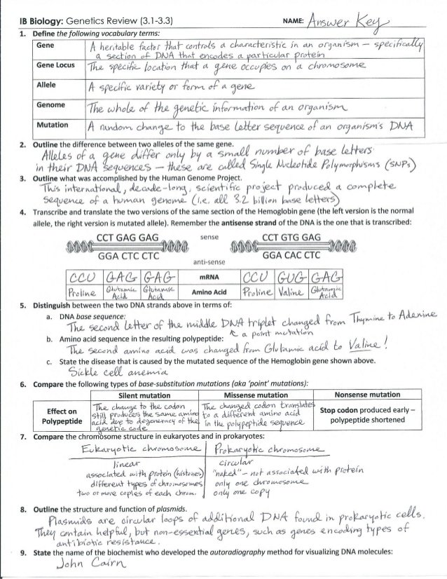 Meiosis Worksheet Answer Key The Best Worksheets Image Collection