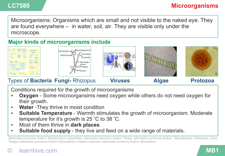 Microorganisms Worksheets Grade 8