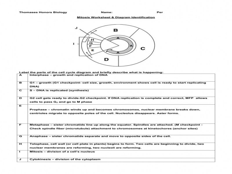 Mitosis Worksheet And Diagram Identification Free Worksheets Samples