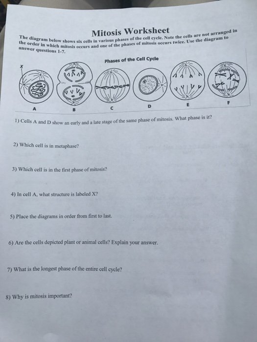 Mitosis Worksheet Answers Worksheets For All