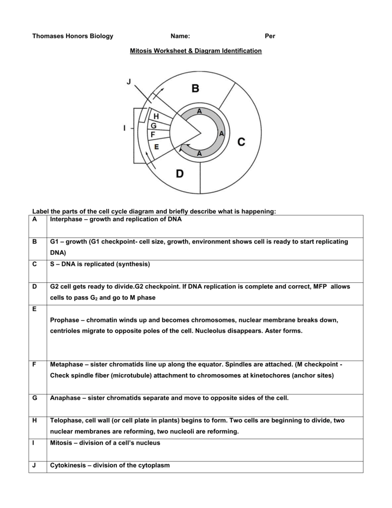 Mitosis Worksheet Diagram Identification Mitotic Cell Division