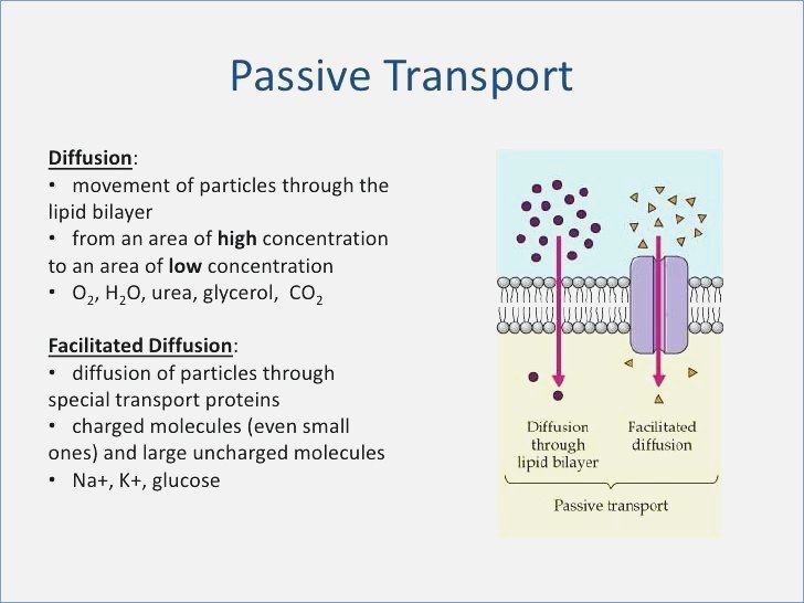 Movement Across The Cell Membrane Movement Materials Through | Free ...