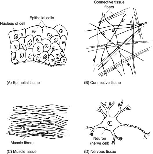 Types Of Tissue Worksheets