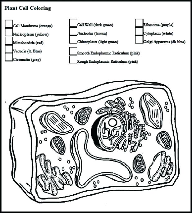 Simple Plant Cell Drawing At Getdrawings Com