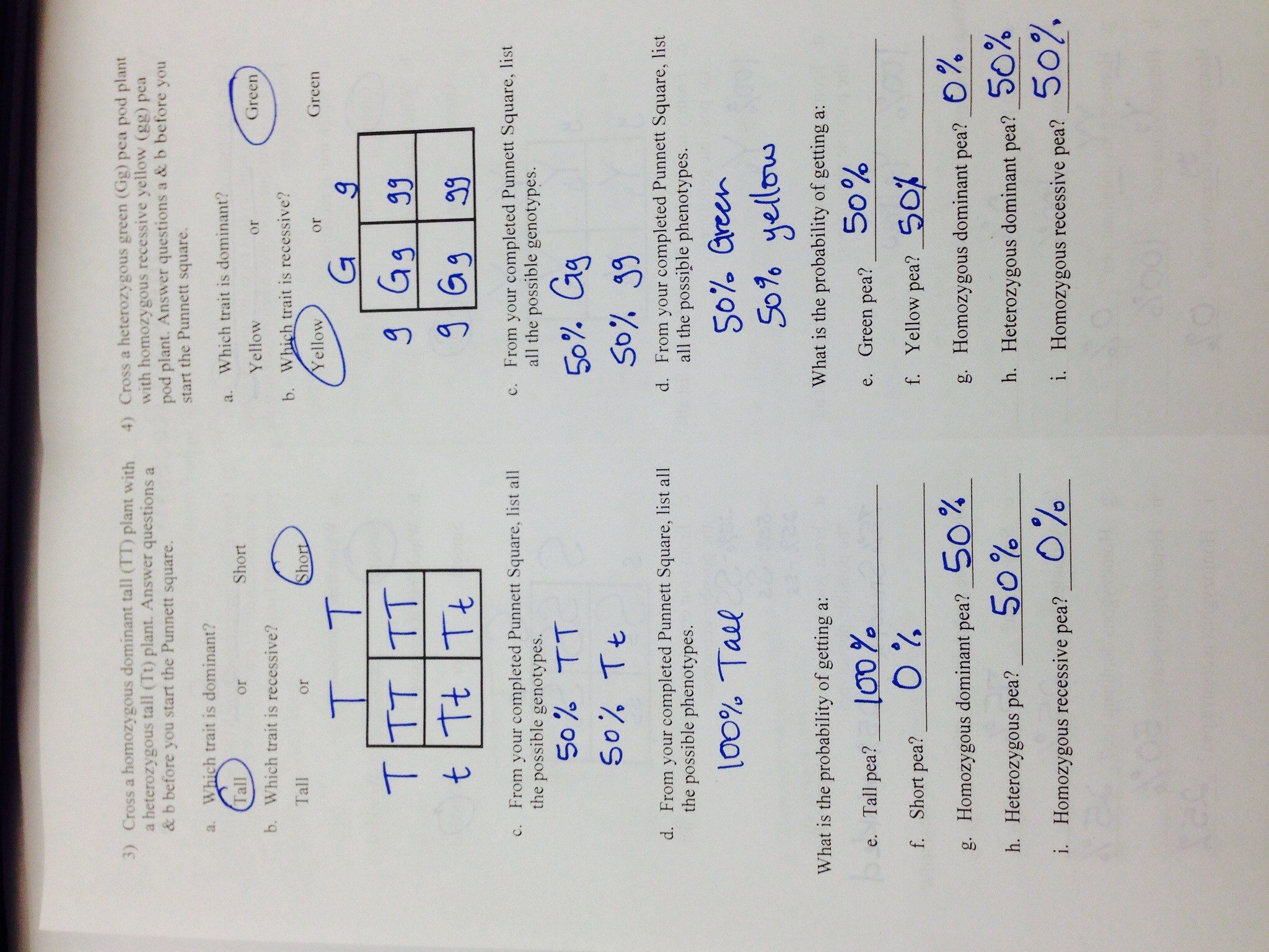 The Work Of Gregor Mendel Worksheet Answers The Best Worksheets Free