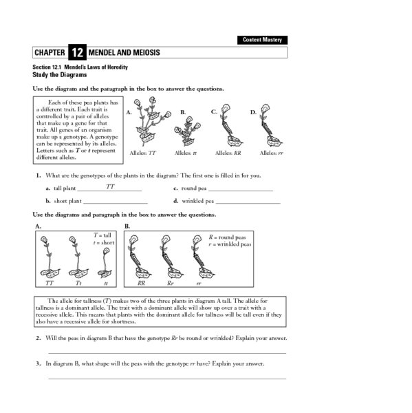 The Work Of Gregor Mendel Worksheet Answers Worksheets For All Free