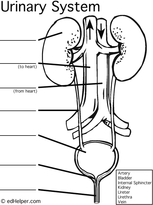 Urinary System Worksheets Worksheets For All