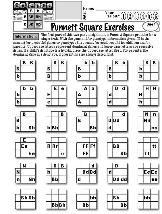 Worksheets About Punnett Squares
