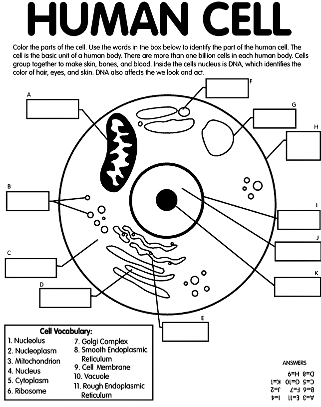 Cell Coloring Sheet