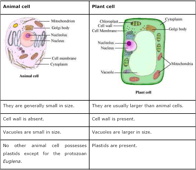 Cell Parts And Functions Worksheets Answers