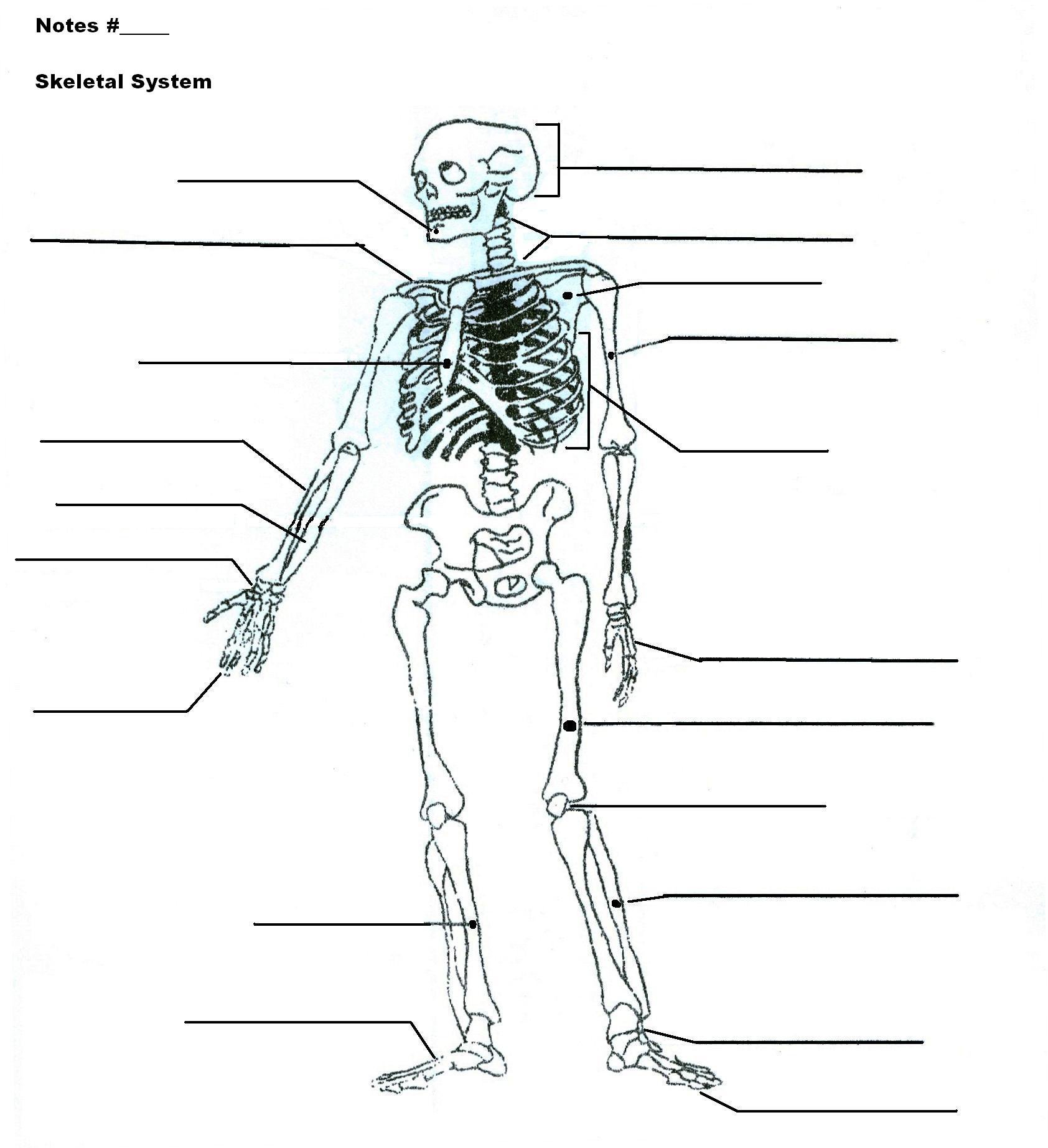 Printable Skeletal System Worksheets