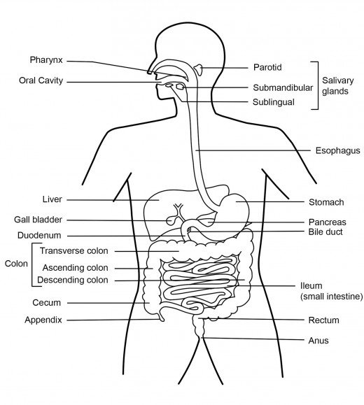 Digestive System Diagram Worksheet Digestive System Diagram
