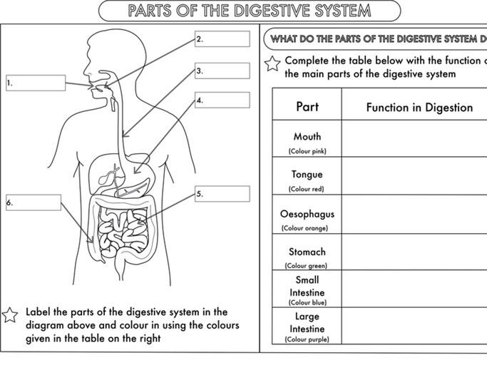Digestive System Worksheet Year 4 Science Animals Including Humans