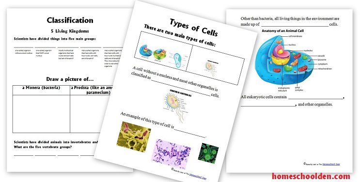 Eukaryotic Cell Worksheet