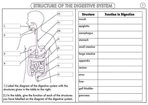 Free Worksheet Digestive System
