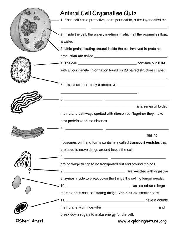 Ideas Collection Biology Worksheets For Grade 8 For Format Sample
