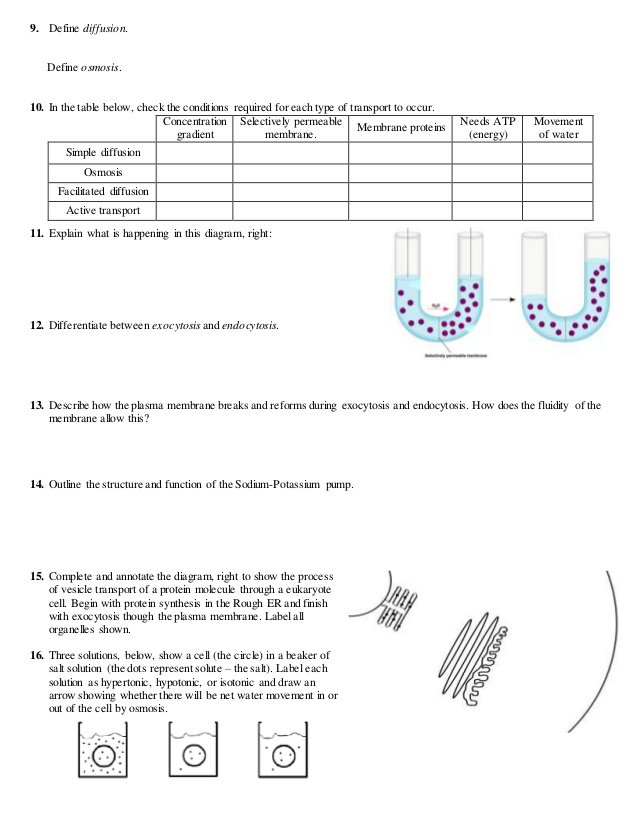 Inspirational Cell Transport Review Worksheet Unique Movement