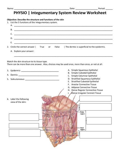 Integumentary System Worksheet With Answers Archives