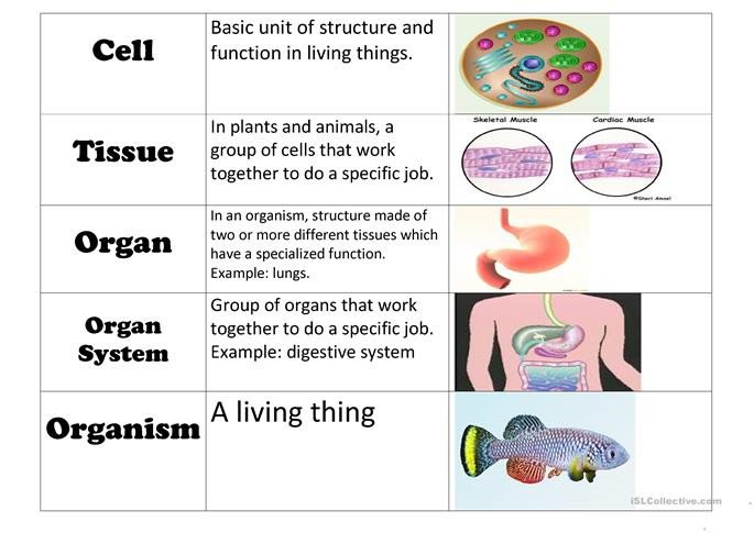 Levels Of Organization Worksheet