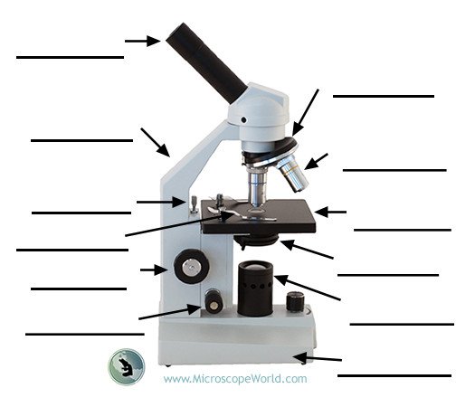 Microscope Labeling Worksheet  Worksheets  Kristawiltbank Free