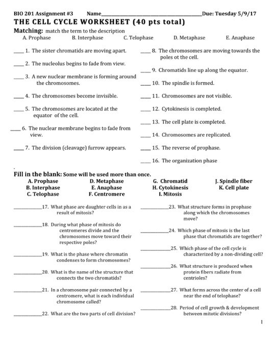 Mitosis Worksheet Matching Answers Worksheets For All