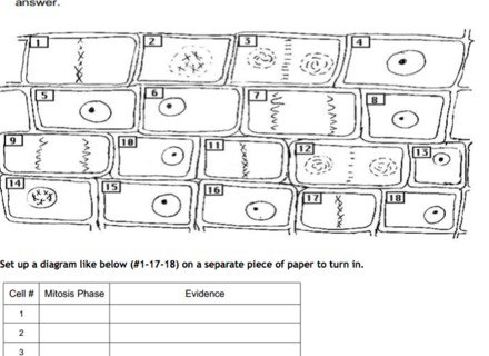 Onion Cell Mitosis Worksheet Onion Cell Mitosis Worksheet 12 Onion