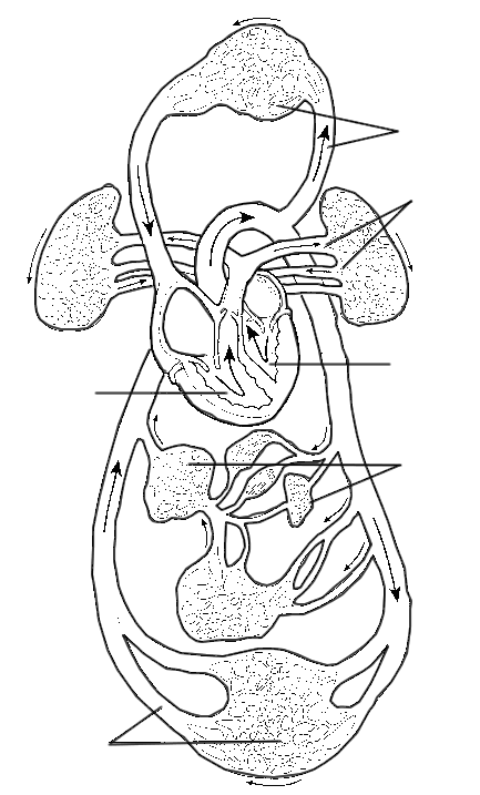 Overview Of The Circulatory System