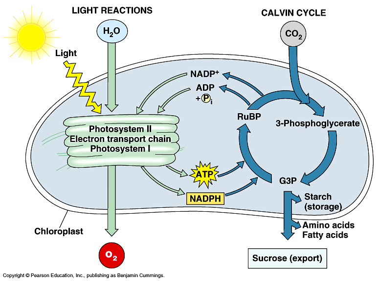 Photosynthesis Diagram Worksheet