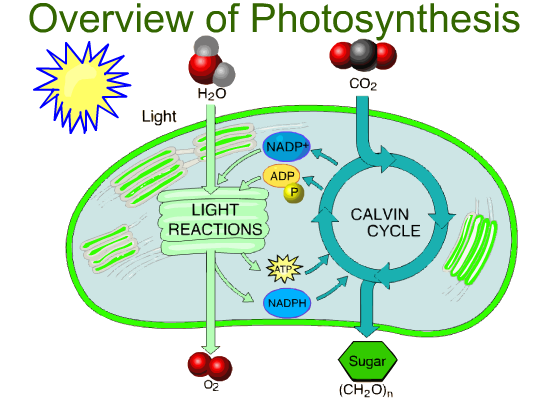 Photosynthesis Diagram Worksheet Key Worksheets For All
