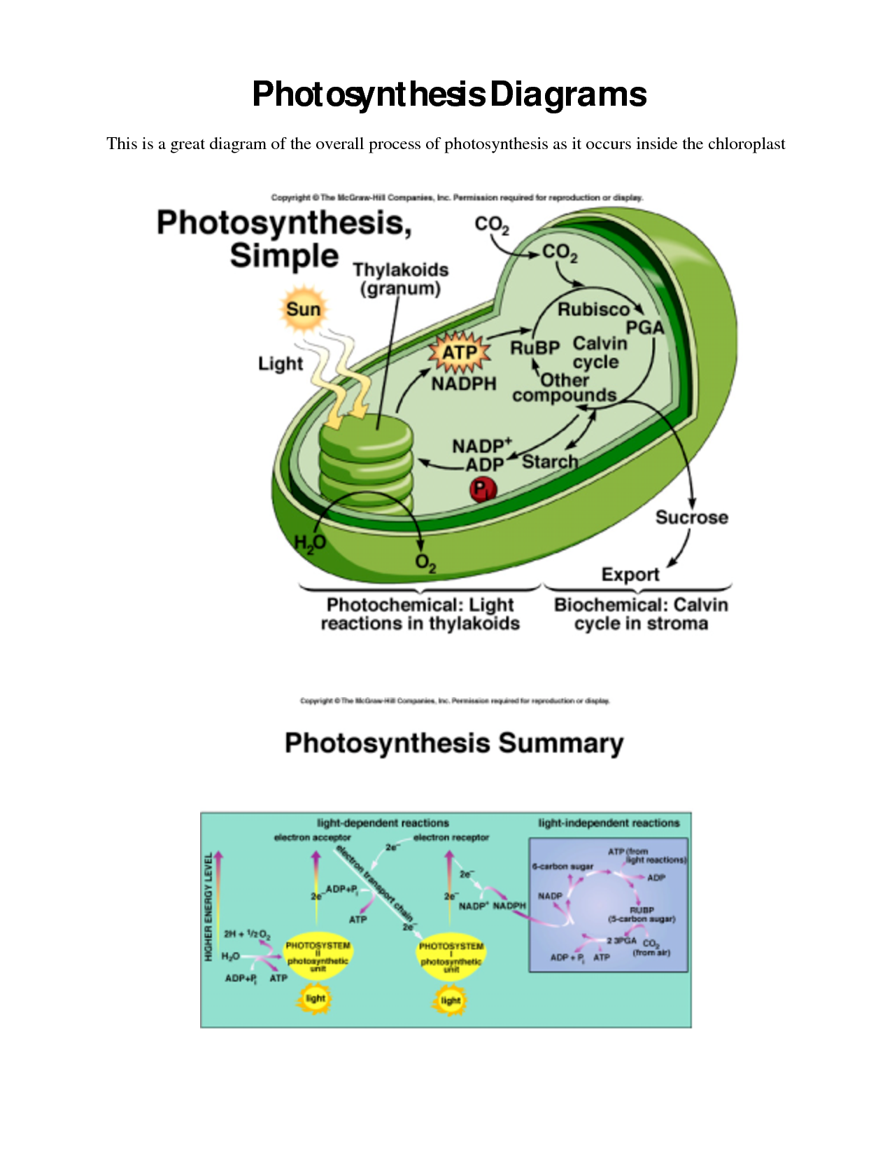 Photosynthesis Diagrams Worksheet Answer Key The Best Worksheets