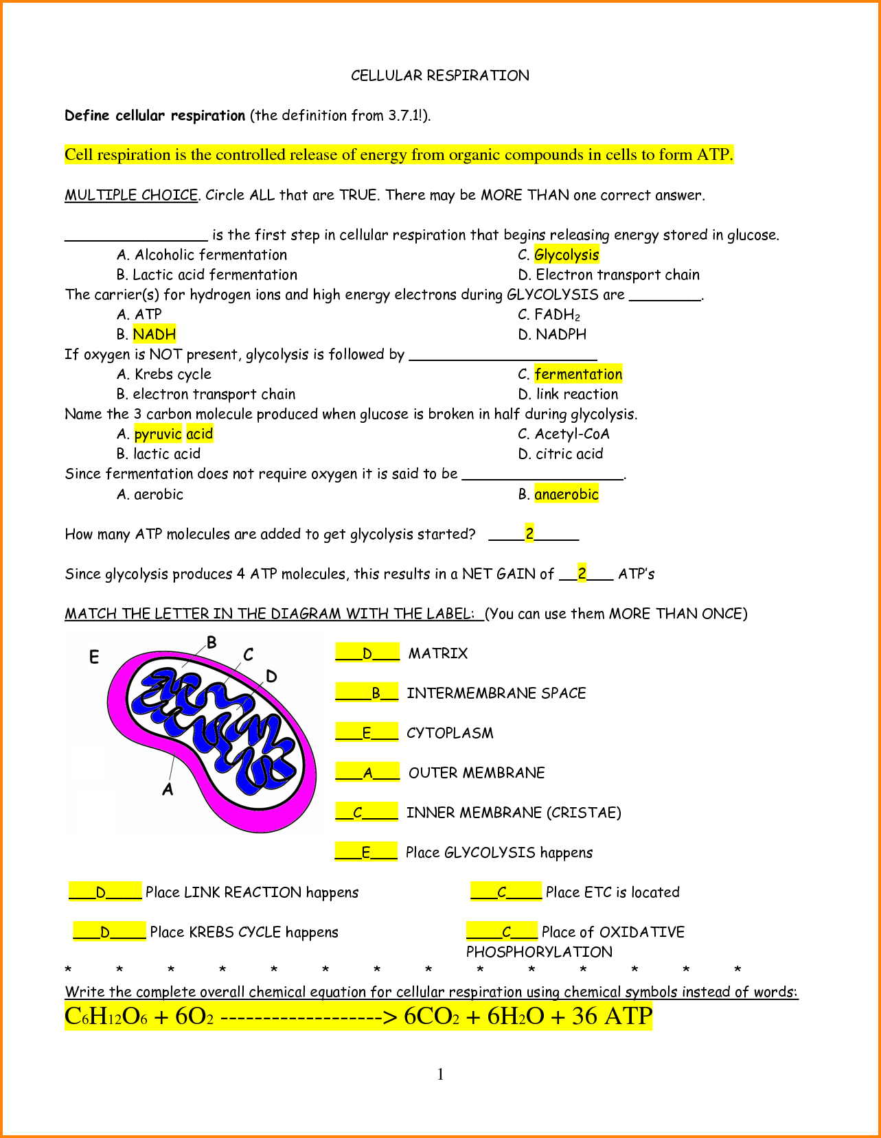 Photosynthesis Diagrams Worksheet Answer Key The Best Worksheets