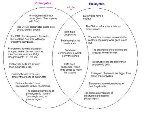 Prokaryote Vs Eukaryote Chart