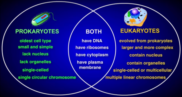 Prokaryote Vs Eukaryote Worksheet Aisa9biology Prokaryote Vs