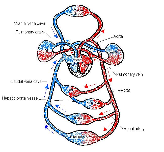 The Anatomy And Physiology Of Animals Circulatory System Worksheet