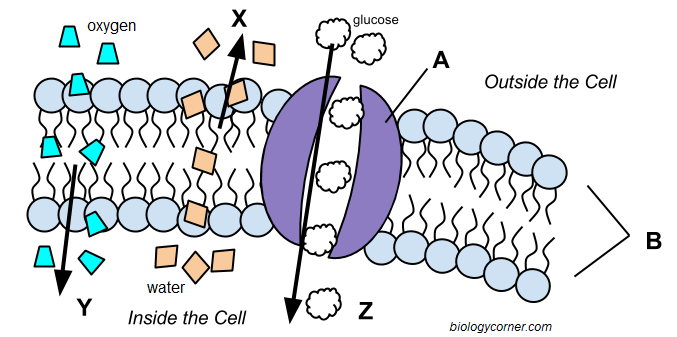 Transport_cell_membrane Png