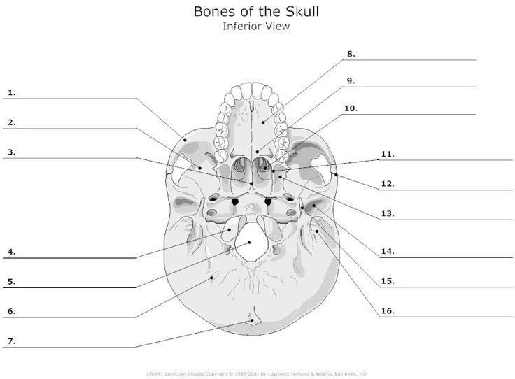 12 Best Skeleton Images On Free Worksheets Samples