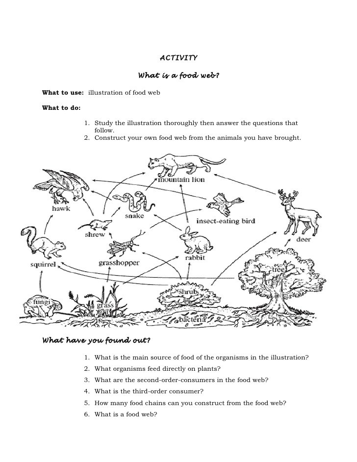 20 Fresh Food Web Worksheet Middle School Images