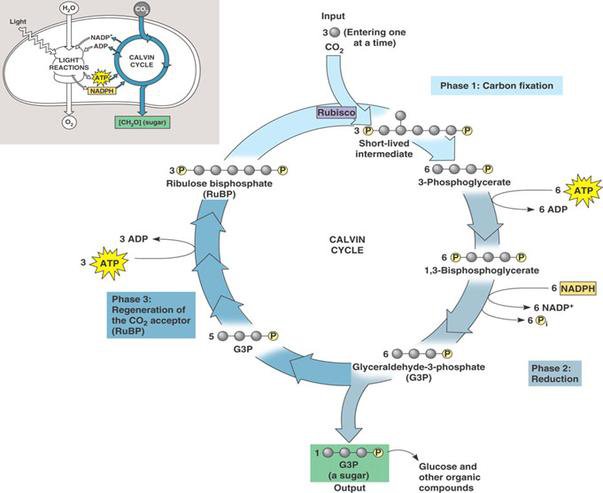 28+ Collection Of Calvin Cycle Drawing
